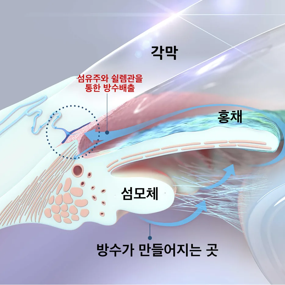 섬모체에서 방수가 만들어져 전방각으로 빠져나가는 경로를 나타낸 눈의 단면도